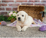 Small Golden Retriever
