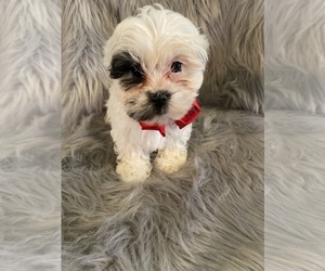 Lhasa Apso-Poodle (Toy) Mix Puppy for sale in BEECH GROVE, IN, USA