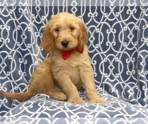 Goldendoodle Puppy for sale in LAKELAND, FL, USA