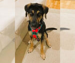 Small #3 Gordon Setter-Labrador Retriever Mix