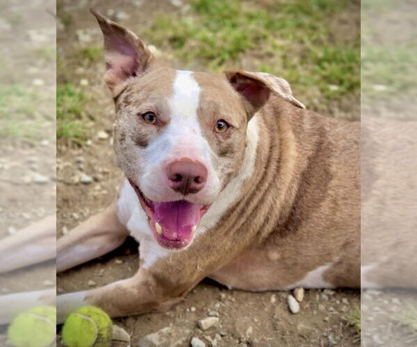 Medium Photo #4 American Pit Bull Terrier Puppy For Sale in Crandall, GA, USA