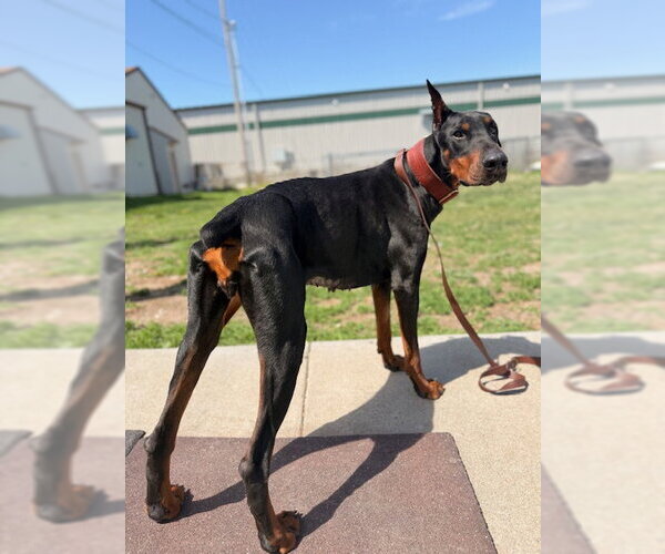 Medium Photo #4 Doberman Pinscher Puppy For Sale in Omaha, NE, USA
