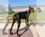 Small #3 Doberman Pinscher