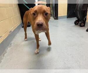 Medium American Pit Bull Terrier