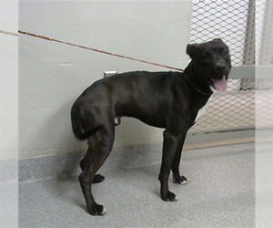 American Pit Bull Terrier Dogs for adoption in Pasadena, TX, USA