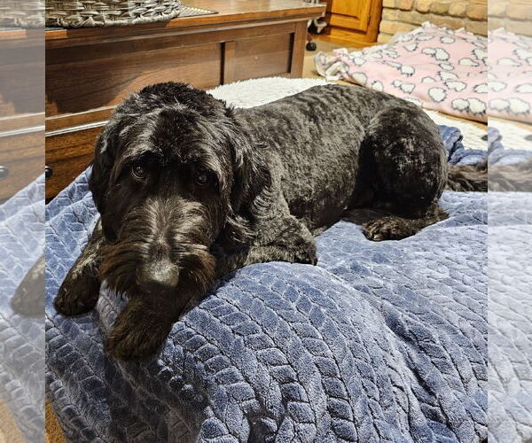 Medium Photo #4 Labradoodle Puppy For Sale in Brooklyn Center, MN, USA