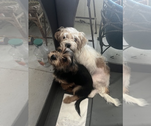 Medium Photo #2 Shorkie Tzu Puppy For Sale in LEBANON, OR, USA