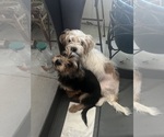 Small #1 Shorkie Tzu