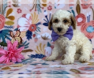 Poodle (Miniature) Puppy for sale in LANCASTER, PA, USA