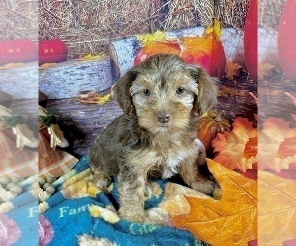 Medium Photo #4 Morkie Puppy For Sale in CASSVILLE, MO, USA