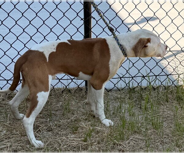 Medium Photo #3 Mutt Puppy For Sale in Tarboro, NC, USA