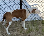 Small #2 Mutt