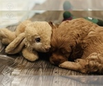 Small Photo #12 Cock-A-Poo-Goldendoodle Mix Puppy For Sale in CONCORD TWP, OH, USA