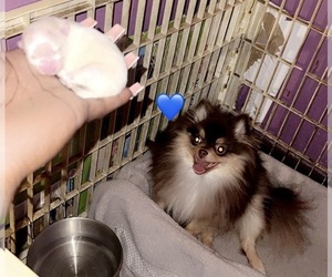 Mother of the Pomeranian puppies born on 12/27/2024