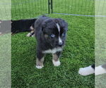 Puppy Puppy 3 Australian Shepherd