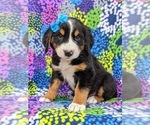 Small Photo #5 Greater Swiss Mountain Dog Puppy For Sale in AIRVILLE, PA, USA