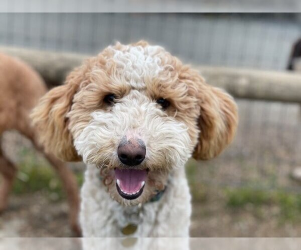 Medium Photo #1 Irish Doodle Puppy For Sale in TENINO, WA, USA