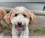 Small Photo #1 Irish Doodle Puppy For Sale in TENINO, WA, USA