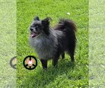 Small Pomeranian
