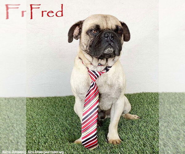 Medium Photo #1 Pug-Unknown Mix Puppy For Sale in San Diego, CA, USA