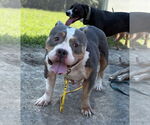 Small #1 American Pit Bull Terrier Mix