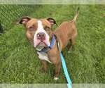Small #2 American Pit Bull Terrier Mix