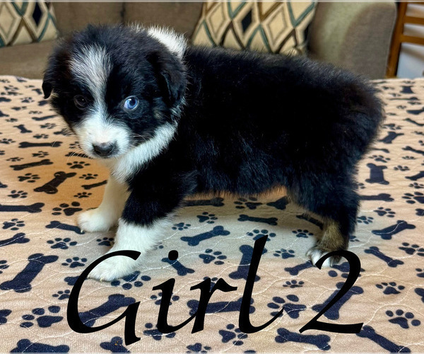 Medium Photo #82 Miniature Australian Shepherd Puppy For Sale in SALISBURY, NC, USA
