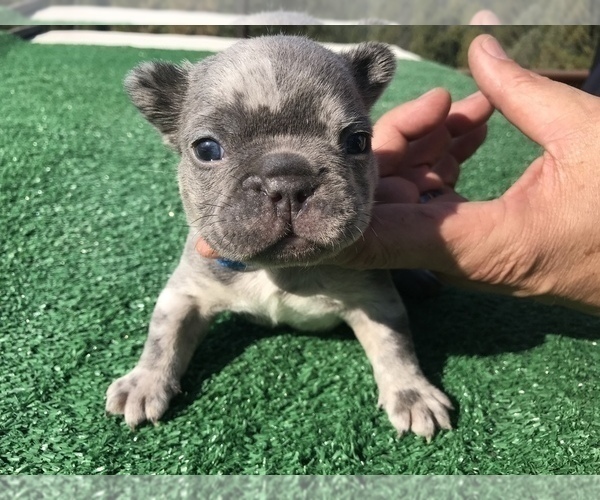 Medium Photo #42 French Bulldog Puppy For Sale in PLACERVILLE, CA, USA