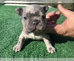 Small Photo #42 French Bulldog Puppy For Sale in PLACERVILLE, CA, USA