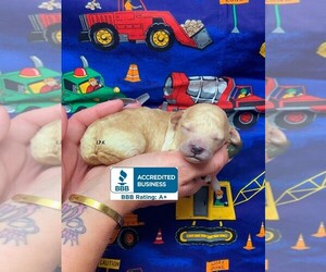 Poodle (Toy) Puppy for sale in WINNSBORO, LA, USA