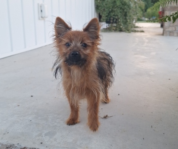 Medium Photo #3 Yoranian Puppy For Sale in ELKTON, KY, USA