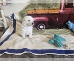 Small Photo #11 German Shepherd Dog Puppy For Sale in CECILIA, KY, USA