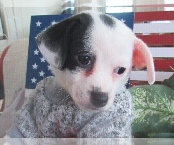 Medium Photo #2 Chi-Corgi Puppy For Sale in SAINT ALBANS, WV, USA