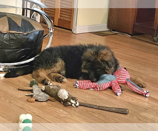 Medium Photo #10 German Shepherd Dog Puppy For Sale in CHRISTOPHER, IL, USA
