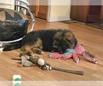 Small #9 German Shepherd Dog
