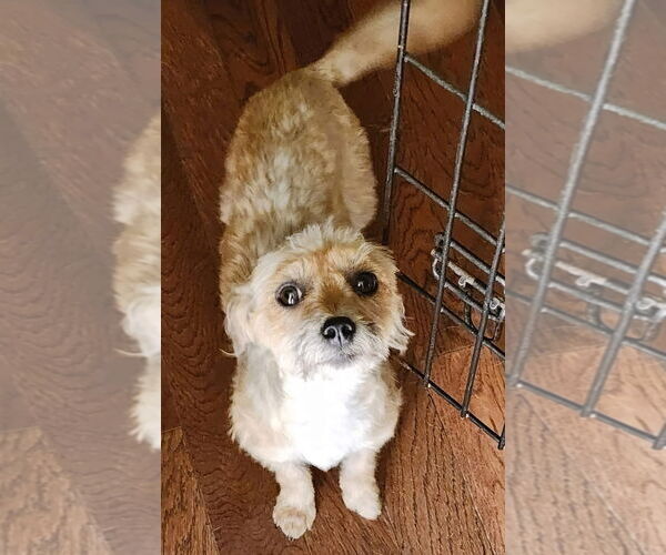 Medium Photo #1 Mutt Puppy For Sale in Grafton, WI, USA