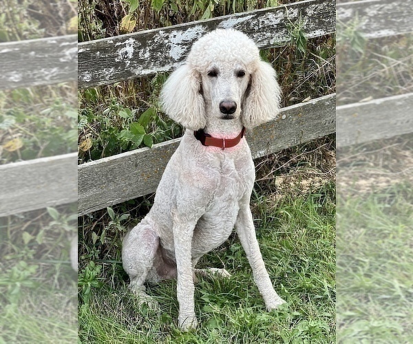 Medium Photo #1 Goldendoodle Puppy For Sale in MARYVILLE, MO, USA