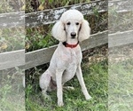 Small Photo #1 Goldendoodle Puppy For Sale in MARYVILLE, MO, USA