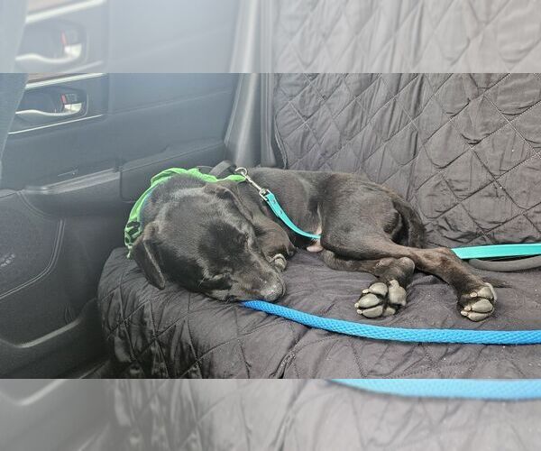 Medium Photo #2 Boxador Puppy For Sale in Springdale, PA, USA