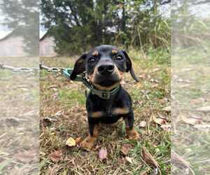 Dachshund-Unknown Mix Dogs for adoption in Candler, NC, USA
