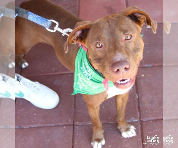 Medium Photo #6 Labrador Retriever-Unknown Mix Puppy For Sale in Washington, DC, USA