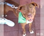 Small #5 Labrador Retriever Mix