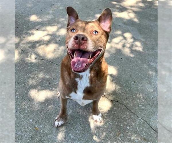 Medium Photo #2 American Pit Bull Terrier-Huskies  Mix Puppy For Sale in Aurora, IL, USA