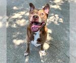 Small #1 American Pit Bull Terrier-Huskies  Mix