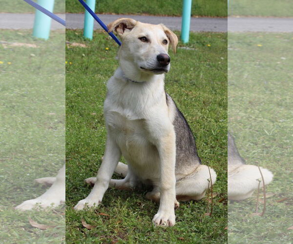 Medium Photo #4 Gerberian Shepsky Puppy For Sale in Prattville, AL, USA