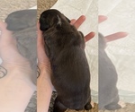 Small Photo #3 Alapaha Blue Blood Bulldog-American Staffordshire Terrier Mix Puppy For Sale in JONESBORO, GA, USA