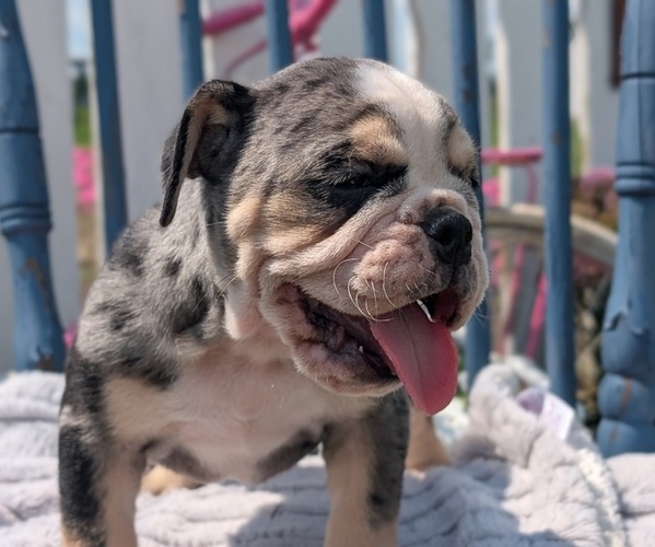 Medium Photo #7 English Bulldog Puppy For Sale in GOSHEN, IN, USA