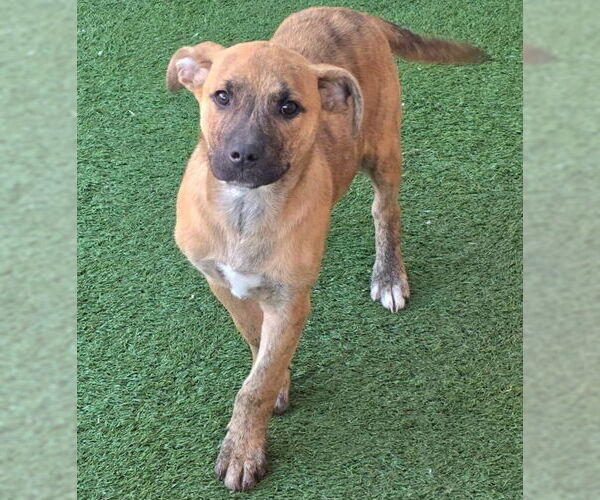 Medium Photo #3 American Staffordshire Terrier-Unknown Mix Puppy For Sale in Chino Hills, CA, USA