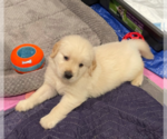 Small #4 English Cream Golden Retriever