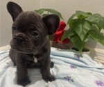 Small Photo #5 French Bulldog Puppy For Sale in TAMPA, FL, USA